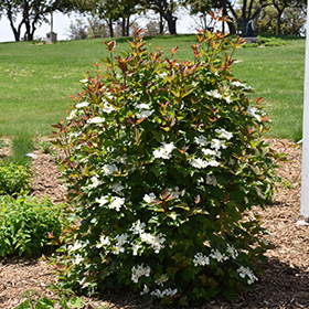 Plant Photo 3