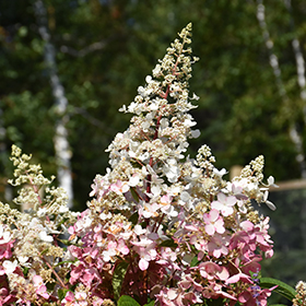 Plant Photo 3